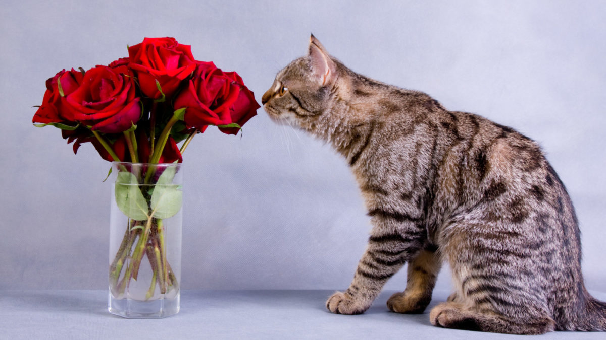 Are Roses Toxic to Cats? Exploring the Safety of Roses for Your Beloved Pet
