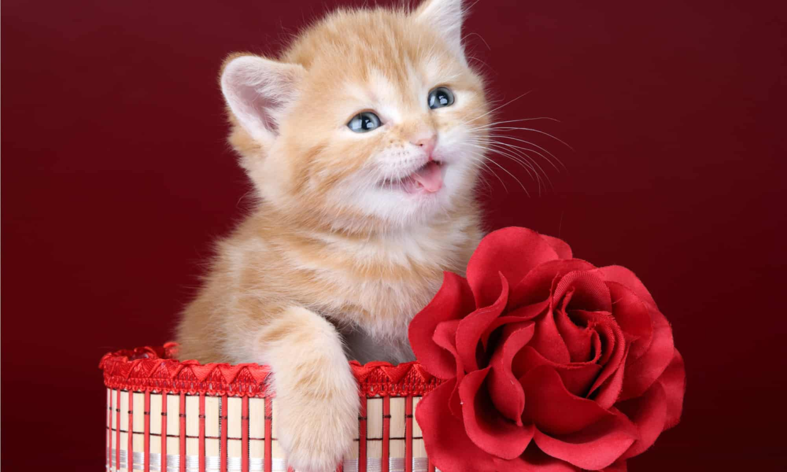 are-roses-toxic-to-cats-exploring-the-safety-of-roses-for-your-beloved