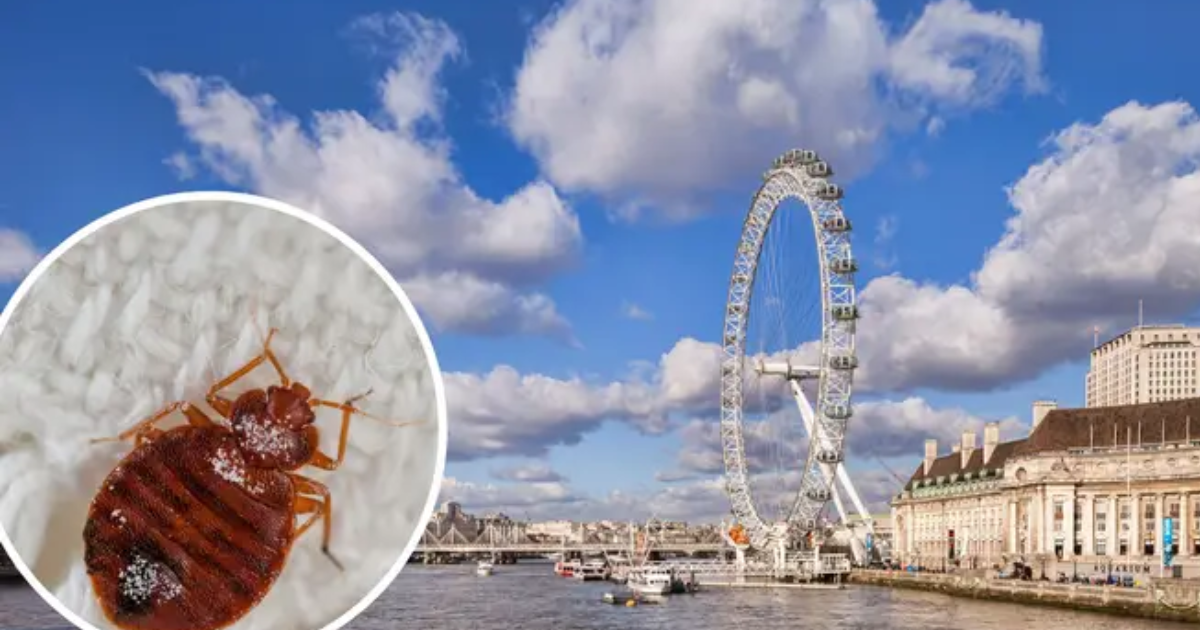 Will Paris bedbugs travel to the UK? - BestUNeed.Com