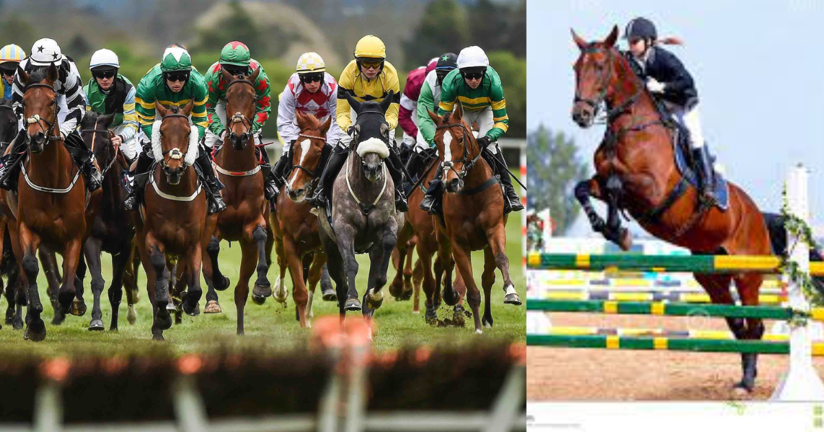 What's the difference between racehorses and show horses?