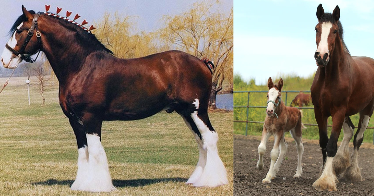 Clydesdale: Majestic Giants of Strength and Grace - BestUNeed.Com