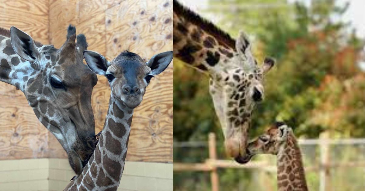 Days after the death of her mother, a baby giraffe passes away at the ...